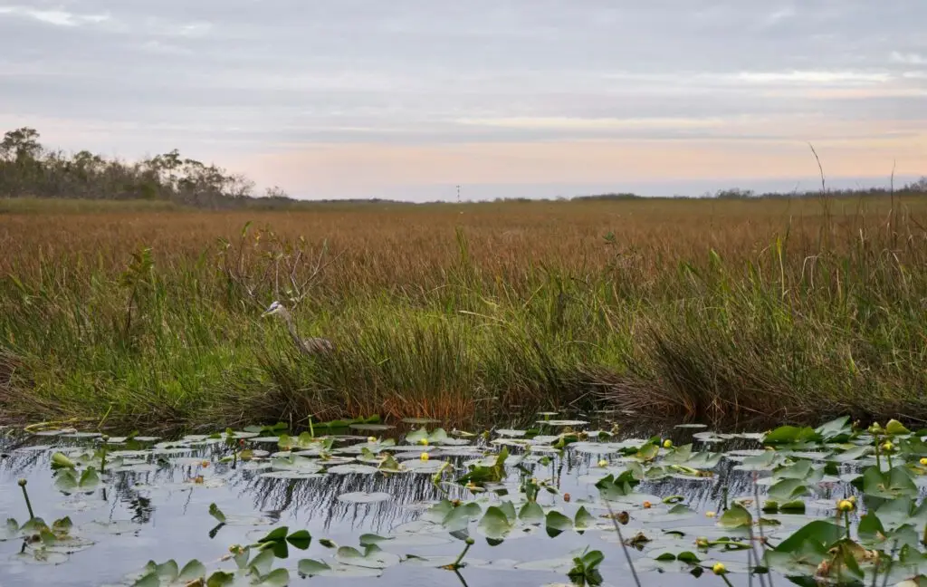 Everglades wetland with sawgrass marsh in southern Florida